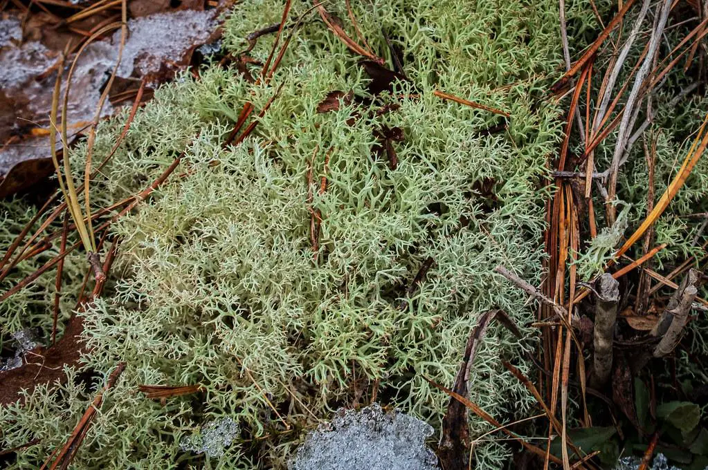 Pleuridium Laxirete: The Humble Moss with Outsized Impact | Outdoor Moss