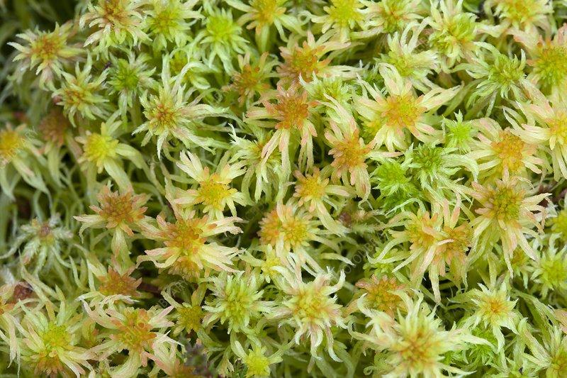 Sphagnum cuspidatulum: Unveiling the Intriguing World of Sphagnum Moss ...