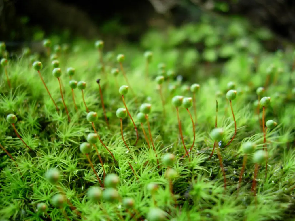 Discover the Fascinating World of Bartramia Ithyphylla Subsp. Patens ...