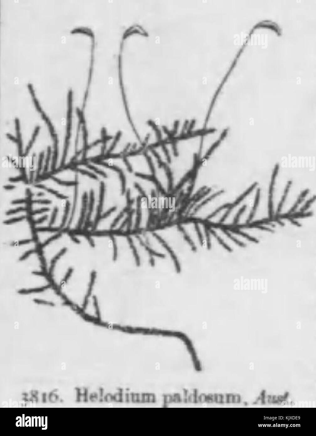 001-helodium-paludosum-numashinobugoke-KJXDE9.jpg