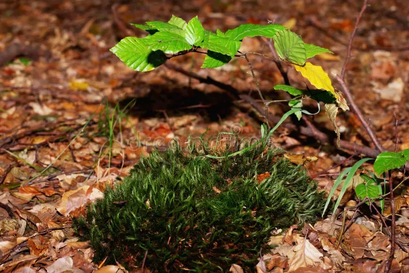 moss-twig-linden-autumn-forest-green-moss-midst-fallen-autumn-foliage-forest-beautiful-green-moss-183137513.jpg