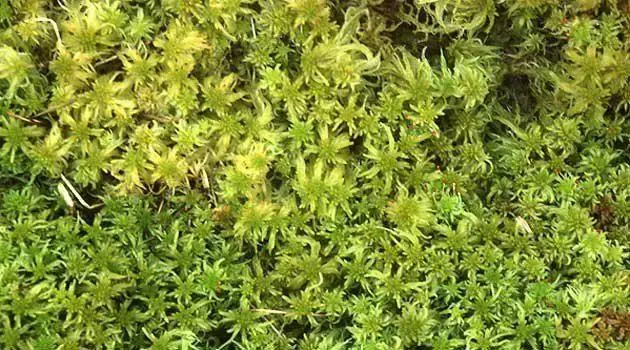 027__104__species__Sphagnum_moss_c_Scottish_Wildlife_Trust__1311001736_original.jpg