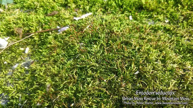 02cbf9ccaf045adb4769c281bbe3eea0--japanese-gardens-ferns.jpg