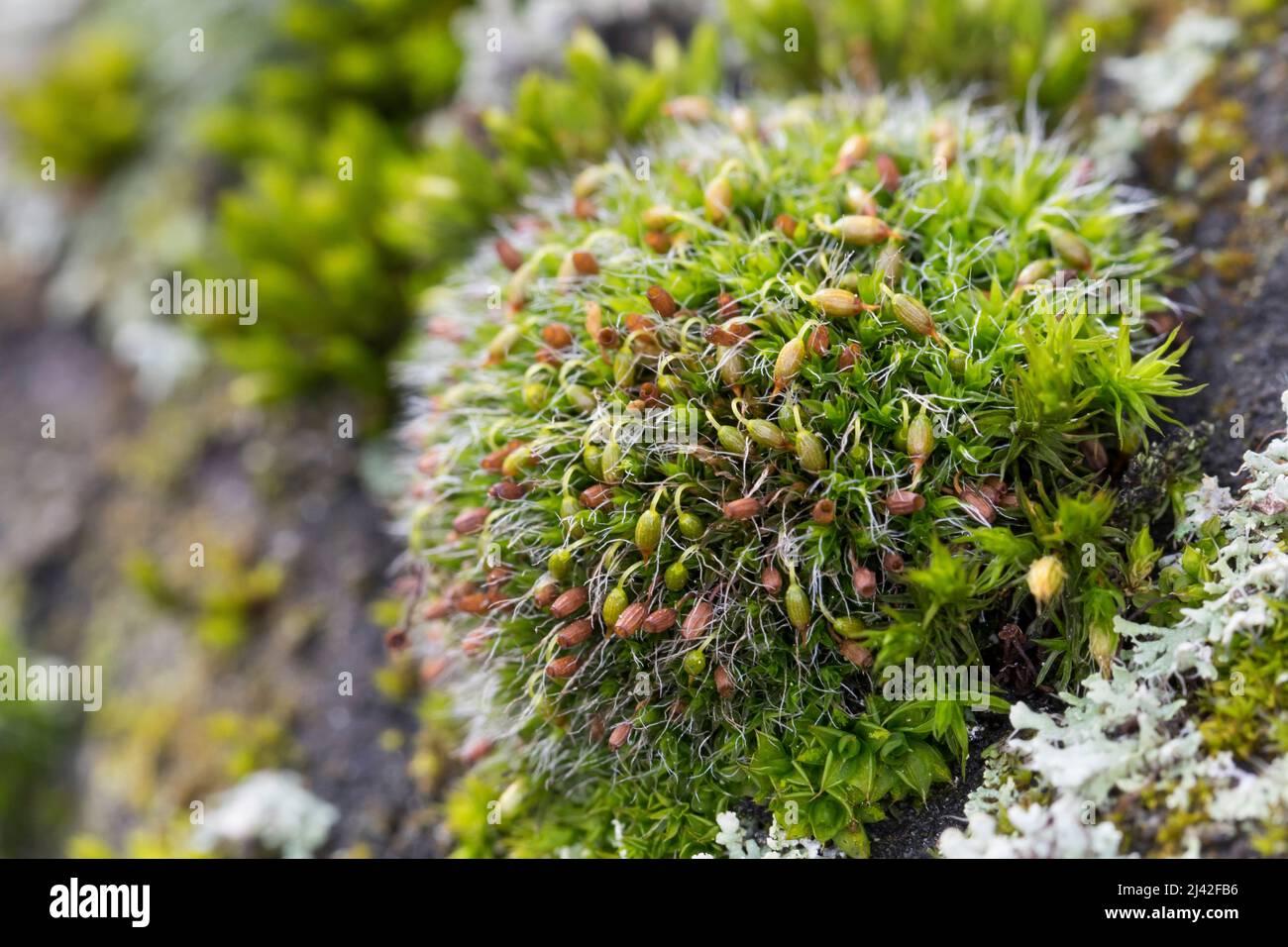 polster-kissenmoos-gewhnliches-kissenmoos-kissenmoos-auf-einer-mauer-grimmia-pulvinata-grey-cushioned-grimmia-pulvinate-dry-rock-moss-2J42FB6.jpg