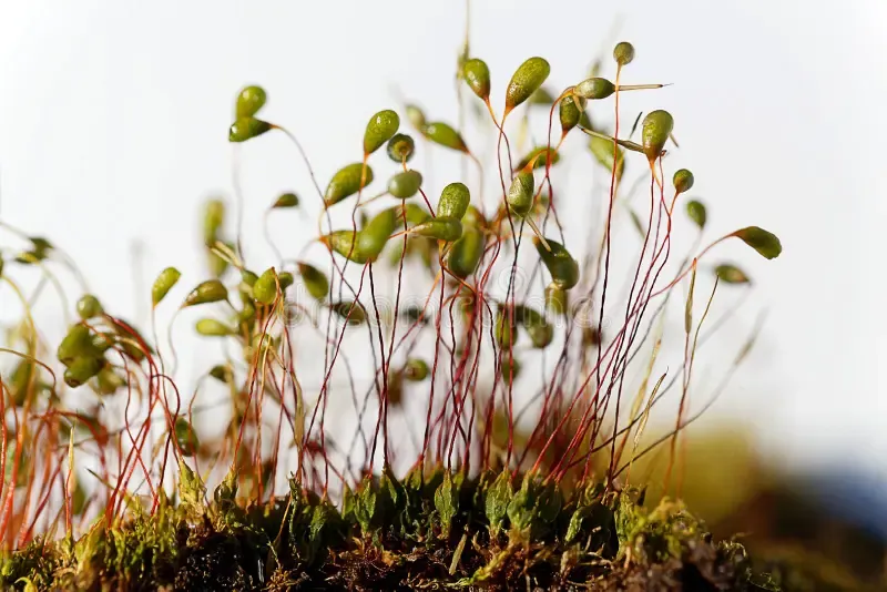 macro-photo-sporophytes-bryum-moss-macro-photo-sporophytes-bryum-moss-white-background-183843230.jpg