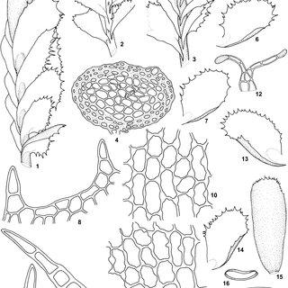 Plagiochila-alaskana-AEvans-1-A-portion-of-the-female-plant-with-gynoecium-in-lateral_Q320.jpg