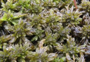 05-29-Sphagnum-lindbergii-300x206.jpg