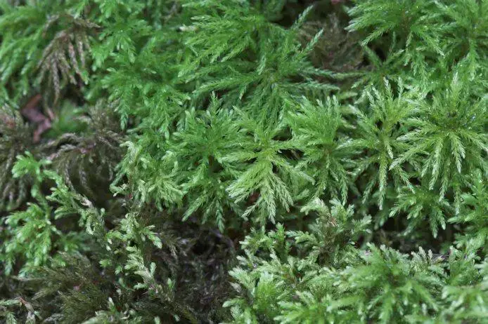 06-16p05bryophyte.jpg