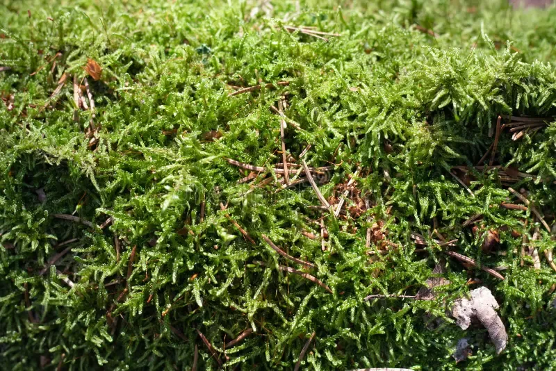 moss-selaginella-kraussiana-kunze-braun-grows-forest-moss-selaginella-kraussiana-kunze-braun-grows-forest-194433431.jpg