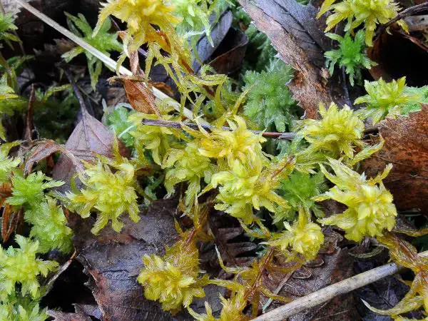 07-06-Sphagnum-inundatum.jpg