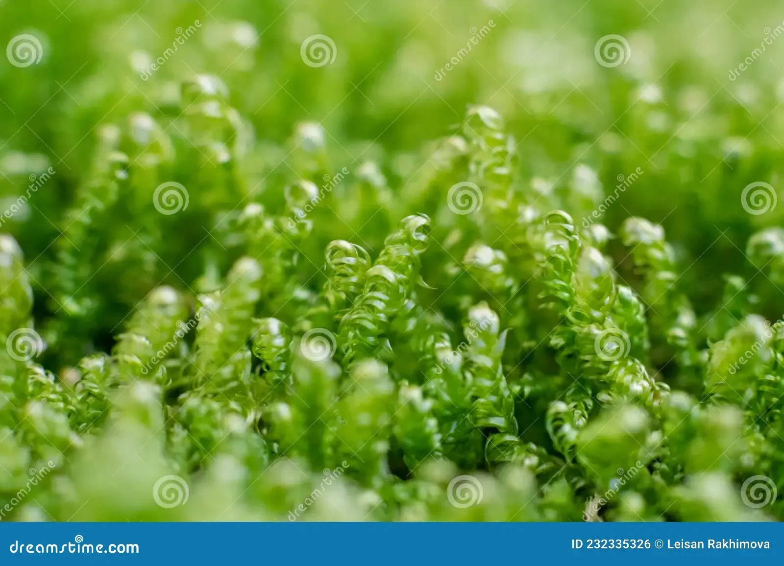 calliergonella-lindbergii-moss-ground-forest-macrophotography-calliergonella-lindbergii-moss-ground-forest-232335326.jpg