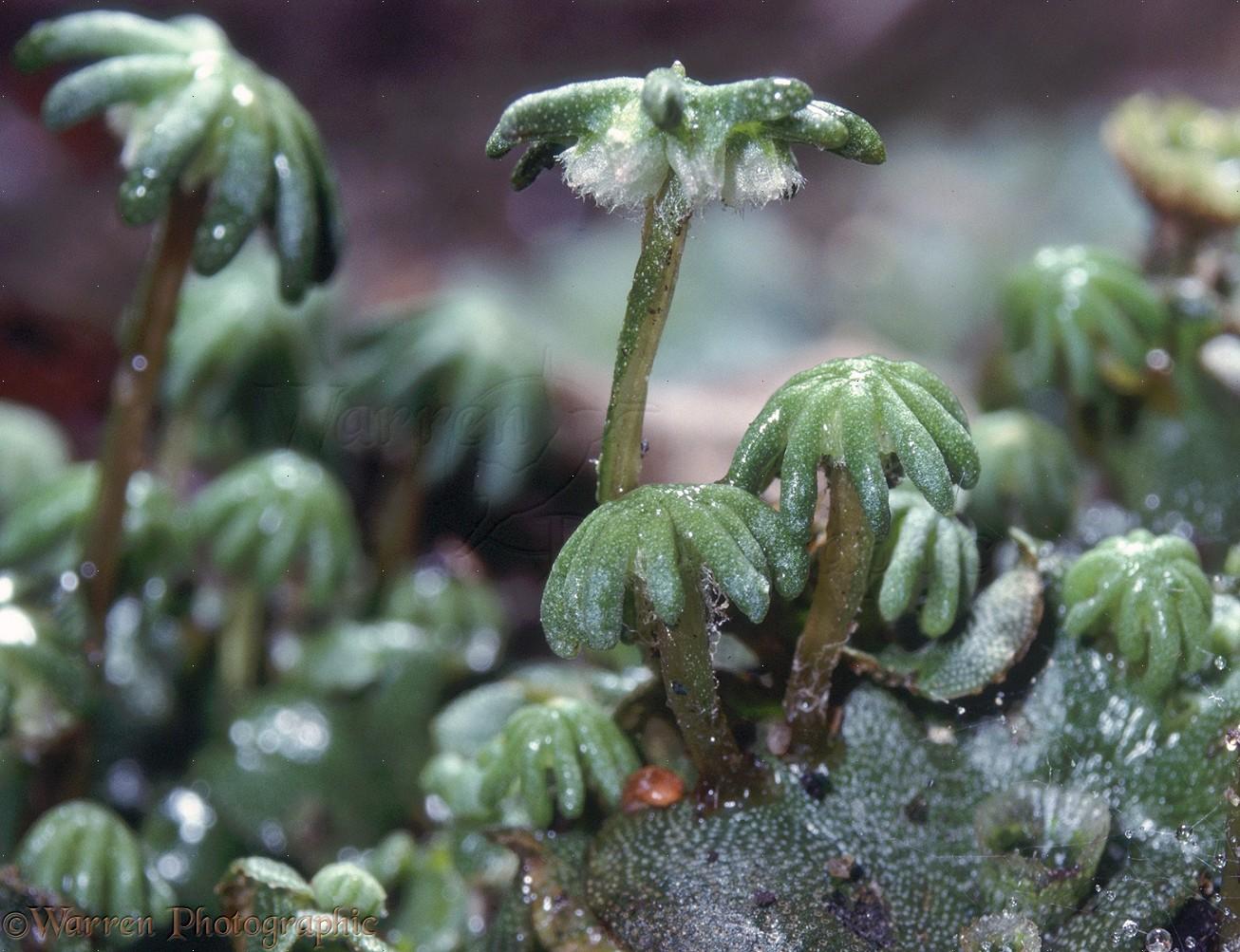 08955-Marchantia.jpg