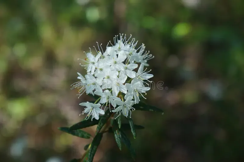 rhododendron-tomentosum-syn-ledum-palustre-commonly-known-as-marsh-labrador-tea-northern-labrador-tea-wild-rosemary-78436314.jpg