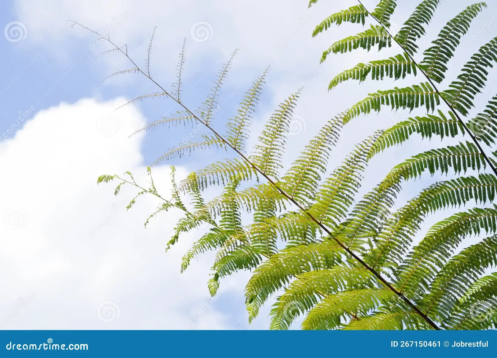 golden-moss-chain-fern-cibotium-barometz-nephrolepis-cordifolia-plant-sky-golden-moss-chain-fern-cibotium-barometz-267150461.jpg