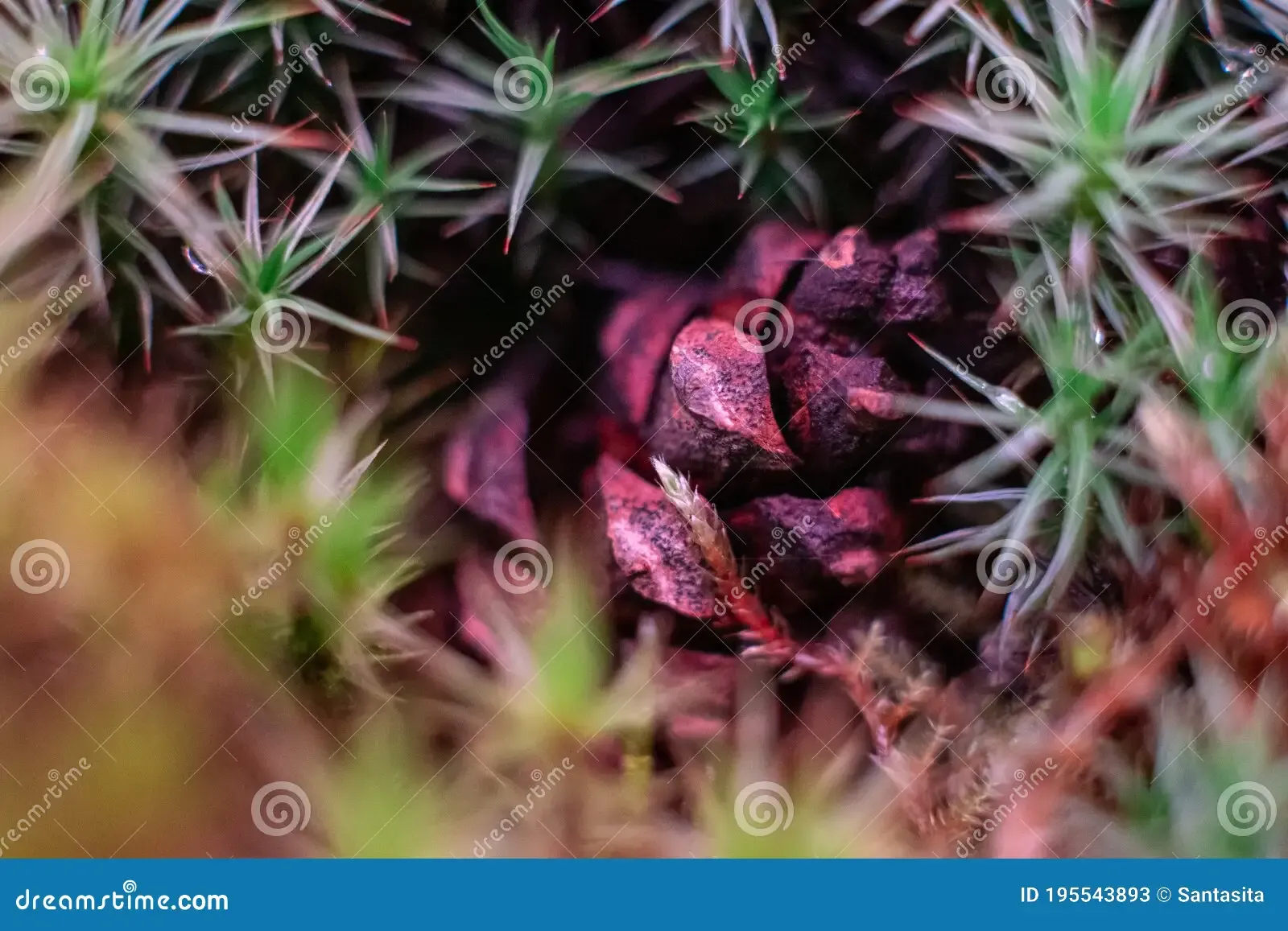 macro-bryum-moss-pohlia-nutans-dew-drops-forest-floor-over-dark-green-background-mossy-plants-mosses-195543893.jpg