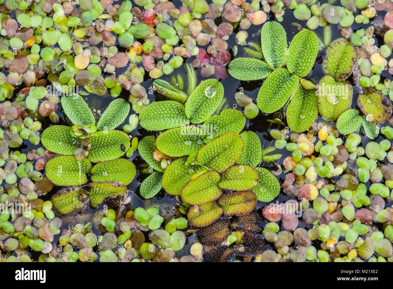 la-salvinia-natans-conocido-comunmente-como-helecho-flotante-flotante-flotante-watermoss-moss-o-comercialmente-agua-alas-de-mariposa-y-lemna-sp-flotando-sobre-la-superficie-del-agua-m21xe2.jpg