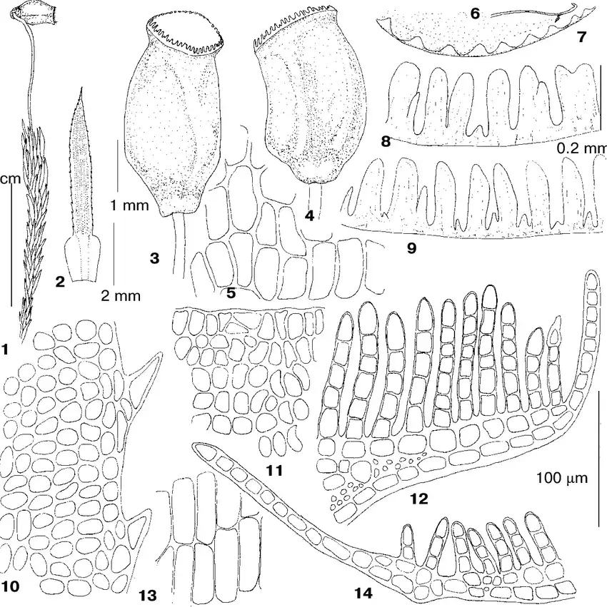 1-13-Polytrichastrum-longisetum-Sw-ex-Brid-G-L-Sm-from-Kayakkatuyarykskij-Creek.png