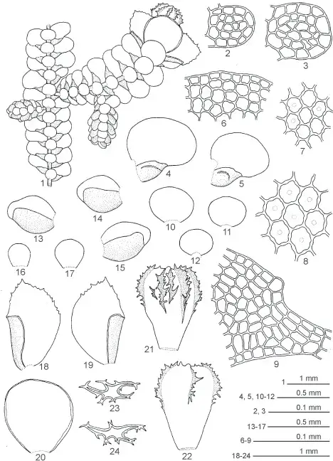 1-24-Lopholejeunea-udarii-MDey-DKSingh-1-A-portion-of-plant-bearing-androecial.png