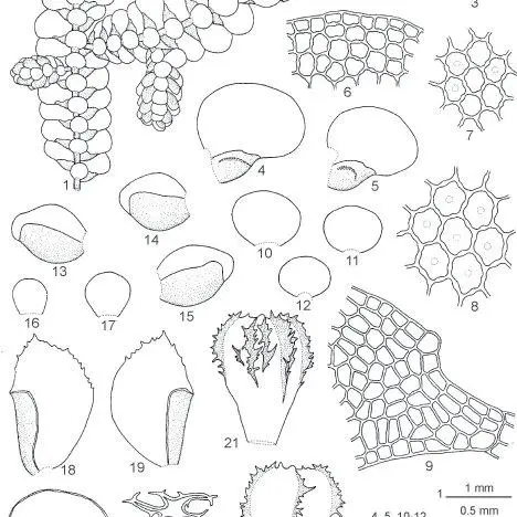 1-24-Lopholejeunea-udarii-MDey-DKSingh-1-A-portion-of-plant-bearing-androecial_Q640.jpg