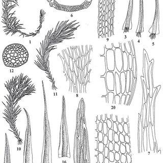 1-9-Campylopus-flexuosus-Hedw-Brid1-vegetative-plants-2-cross-section-of-axis_Q320.jpg