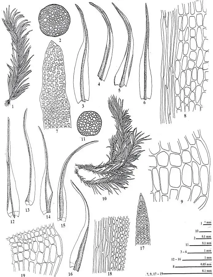 1-9-Leucoloma-taylorii-Schwaegr-Mitt-1-vegetative-plant-2-cross-section-of-axis.png