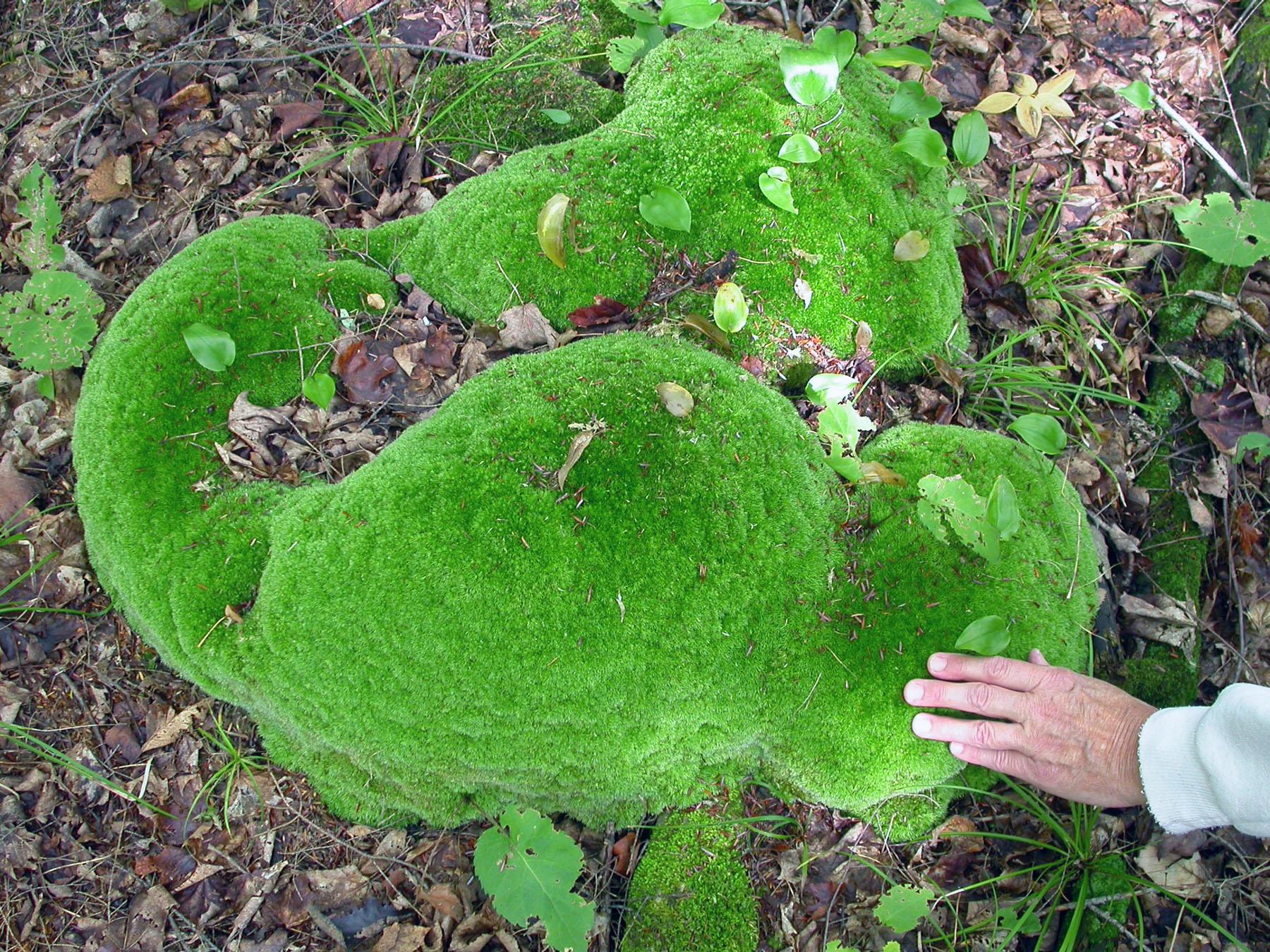 1-PP-6-22-18-Pin-cushion-moss.jpg