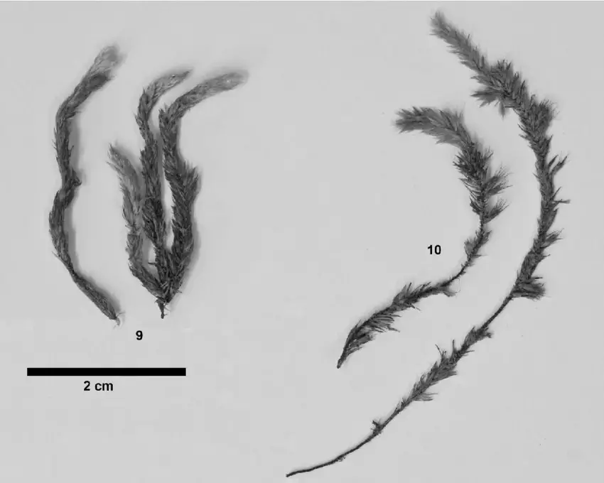 10-Euptychium-piliferum-9-habit-of-sterile-stems-10-habit-of-stems-with.png