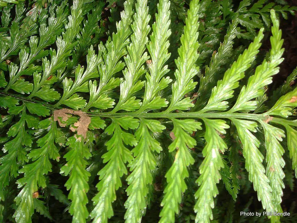 1020px-Asplenium_lamprophyllum-001.JPG