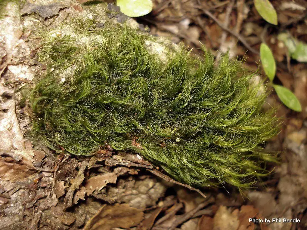 1020px-Moss_Dicranoloma_menziesii_-001.JPG