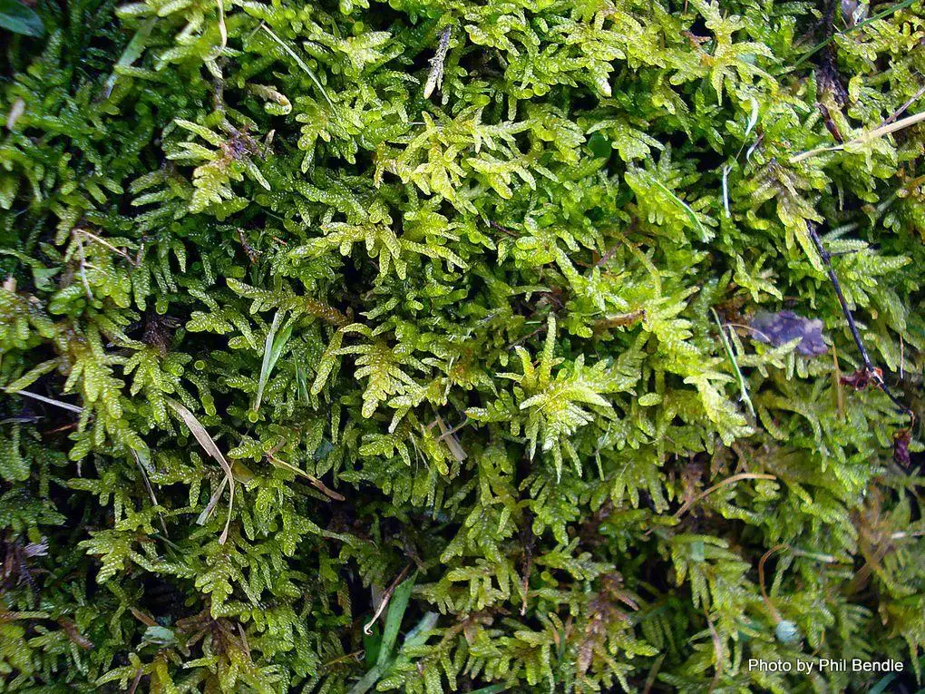 1020px-Pseudoscleropodium_purum_-_a_naturalised_moss..-1.JPG