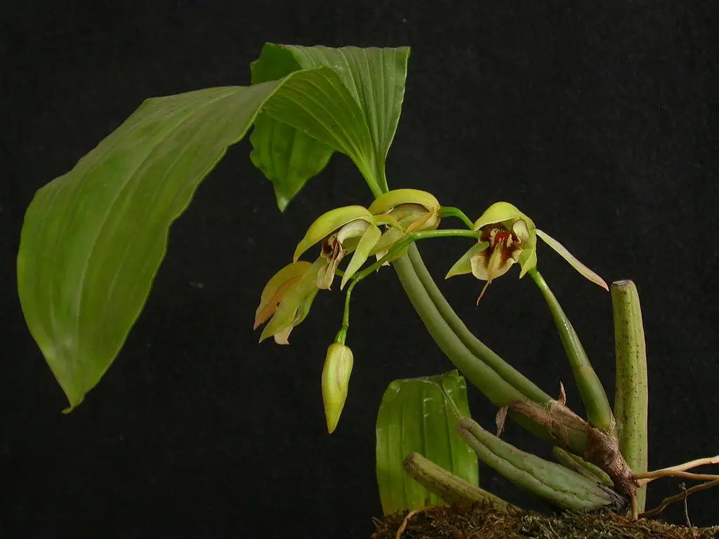 1024px-Coelogyne_fuscescens_plant.jpg