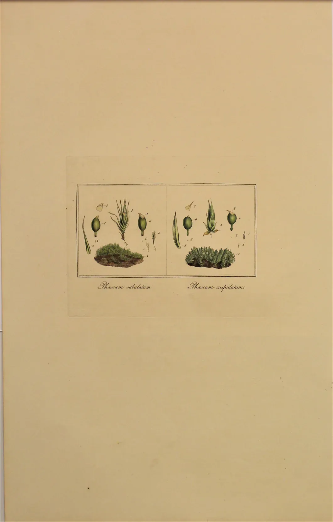 Botanical_Moss_Curtis_William_PhascumSubulatumandPhascumCuspidatum_FloraLondonensis_c1817_470x285mm_p140x175mm_530x@2x.jpg