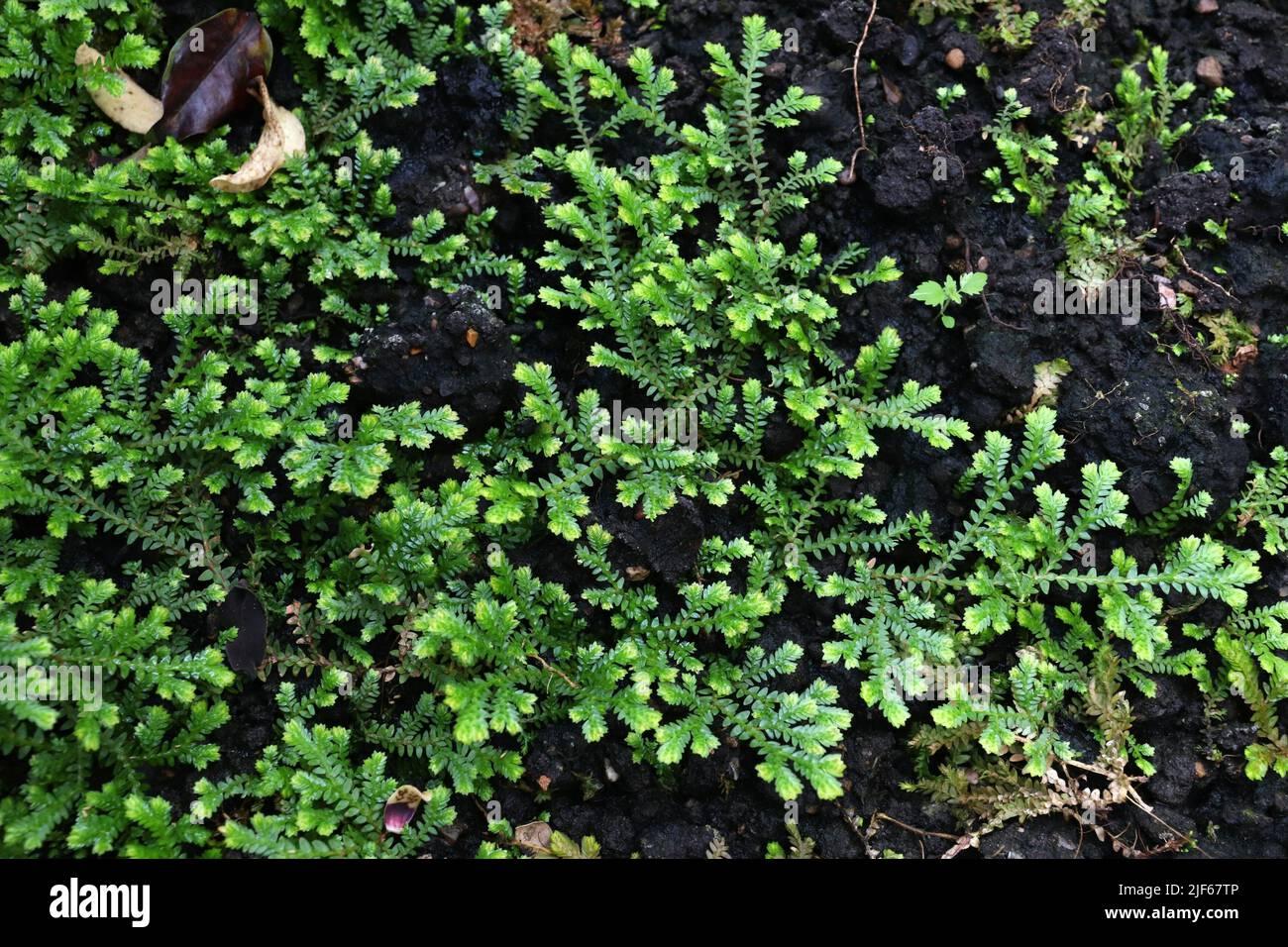 planta-de-spikemoss-especies-de-plantas-selaginella-obtusa-planta-ornamental-en-kew-gardens-londres-2jf67tp.jpg