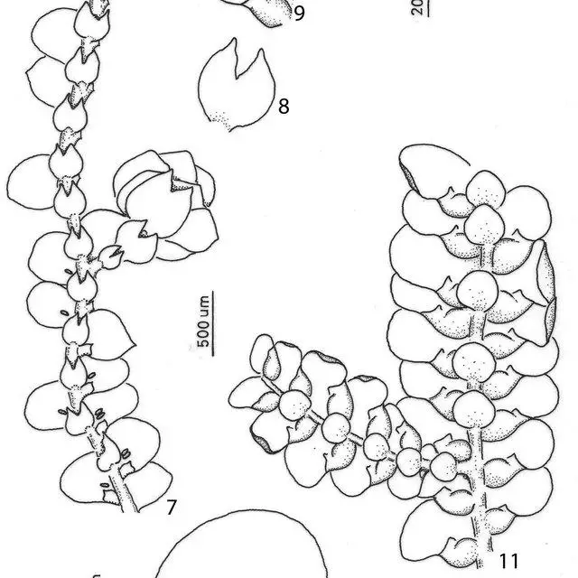 11-Ceratolejeunea-laetefusca-Austin-RM-Schust-7-Habit-ventral-view-8_Q640.jpg