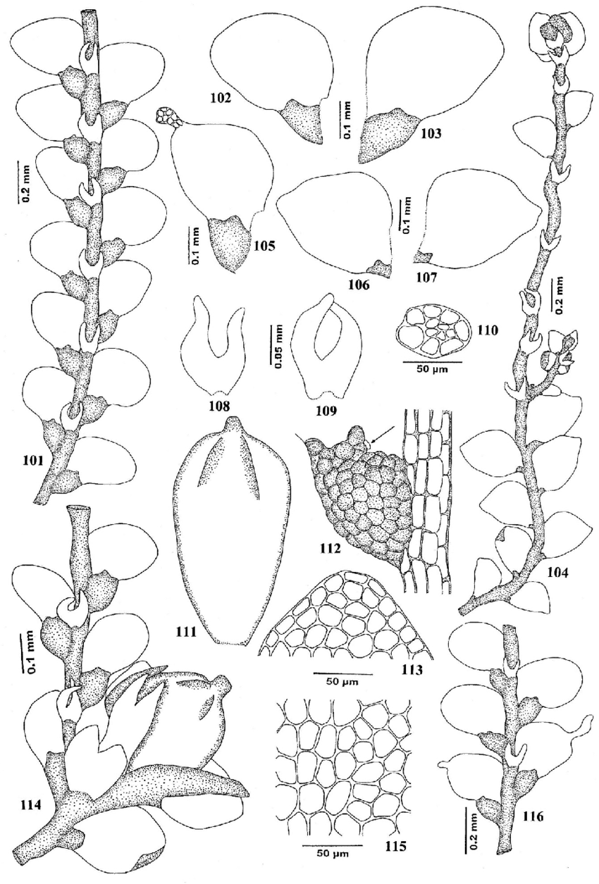 116-Lejeunea-cocoes-Mitt-101-104-Part-of-plant-in-ventral-view-102-103-Leaves.png