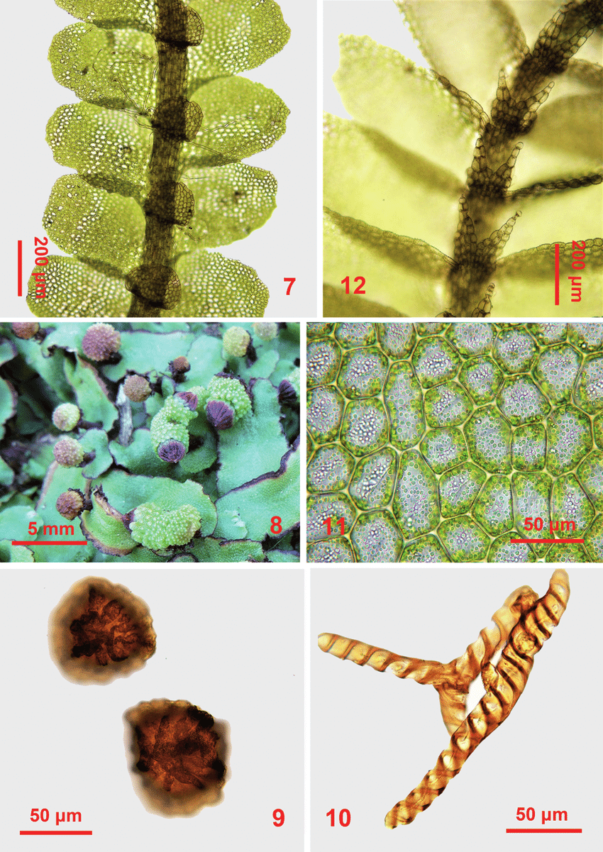 12-7-Mnioloma-fuscum-Lehm-RMSchust-portion-of-plant-ventralview-8-10.png