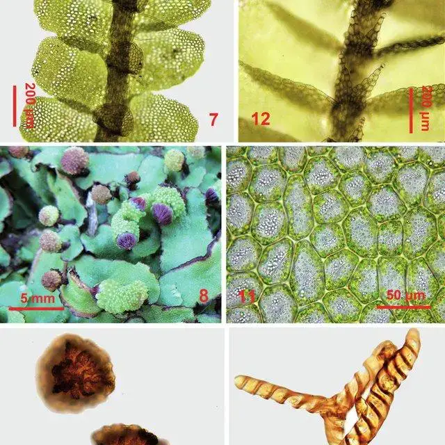 12-7-Mnioloma-fuscum-Lehm-RMSchust-portion-of-plant-ventralview-8-10_Q640.jpg