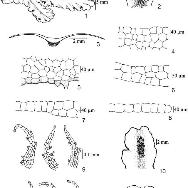 12-Calycularia-crispula-Mitt-1-thallus-dorsal-view-2-a-portion-of-thallus_Q640.jpg