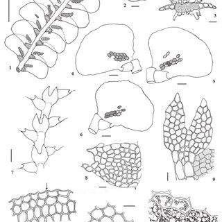 12-Ceratolejeunea-bardatii-Thouvenot-Gradst-et-RLZhu-1-Part-of-shoot-in-ventral_Q320.jpg