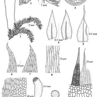 12-Entodontopsis-setschwanica-Broth-W-R-Buck-et-R-R-Ireland-1-sporophytic_Q320.jpg