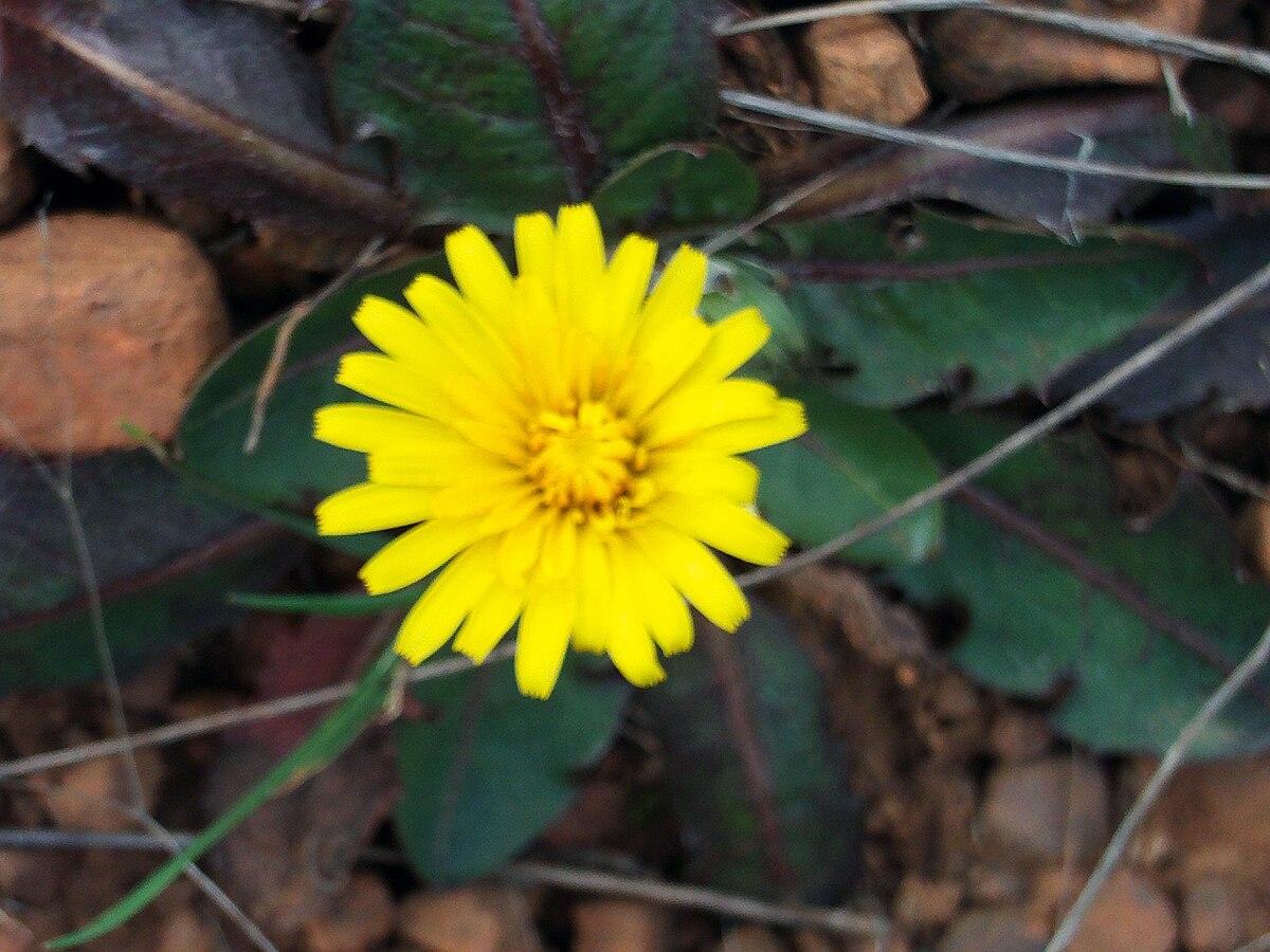 1200px-Taraxacum_laevigatum_Closeup_DehesaBoyaldePuertollano.jpg