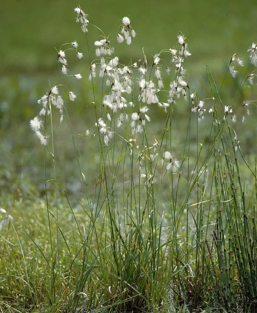 12207930-ERIOPHORUM-LATIFOLIUM.jpg