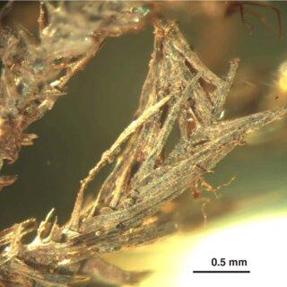 13-Palamocladium-fossile-spnov-from-SIZK-K-10050-F-12-13-stem-with-branches_Q320.jpg