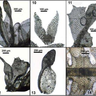 14--10-Colura-heimii-Ast-from-Pocs-Kis-9129-W-9-habit-ventral-view-10_Q320.jpg