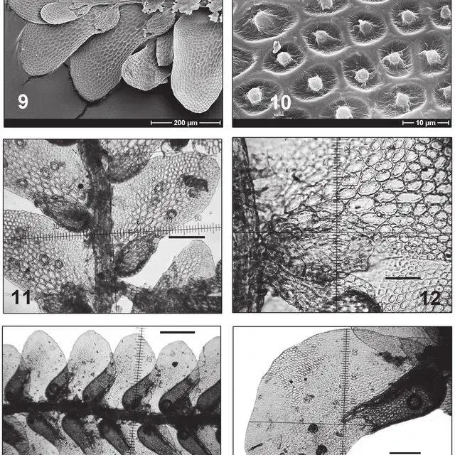 14-9-12-Cololejeunea-floccosa-var-fraseriana-Pocs-var-nov-9-Habit-ventral-view_Q640.jpg