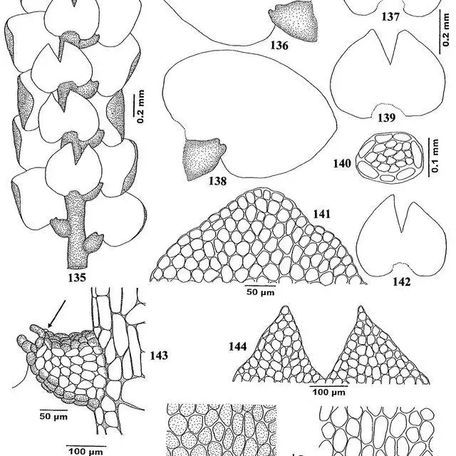 147-Lejeunea-contracta-Mizut-135-Part-of-plant-in-ventral-view-136-138-Leaves_Q640.jpg