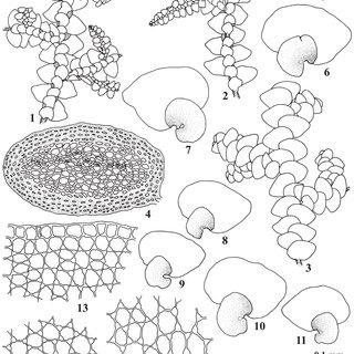 15-Radula-chinensis-Steph-1-2-Portions-of-plant-in-ventral-view-showing-bipinnate_Q320.jpg