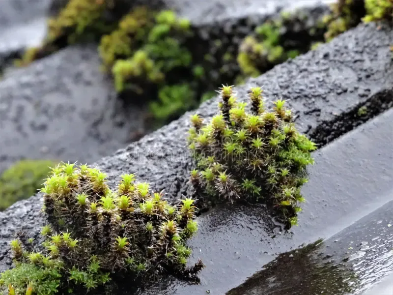 selective-focus-shot-orthotrichum-speciosum-growing-rocky-surface-selective-focus-shot-orthotrichum-speciosum-204477335.jpg