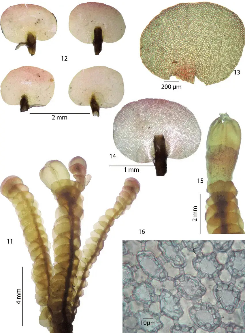 16-Syzygiella-burghardtii-Gradst-et-Benitez-sp-nov-11-Habit-12-14-Leaves-15.png