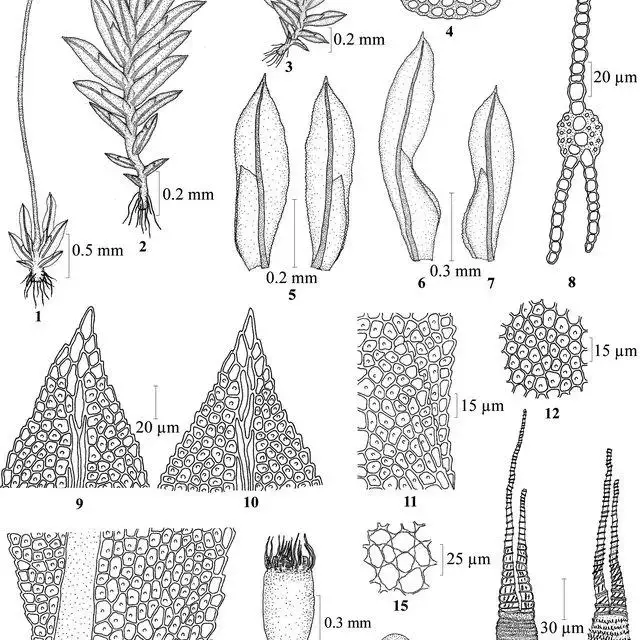 18-Fissidem-serratus-MuellHal-1-sporophytic-plant-2-3-vegetative-plants-4_Q640.jpg